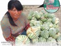 種西瓜也進(jìn)入“高科技”時(shí)代，貪嘴人勿食早熟瓜
